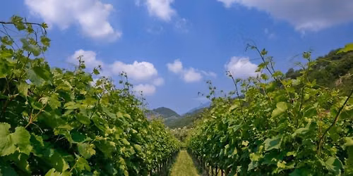 ITALIAN WINE TASTING