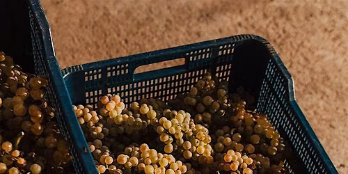 Natural Wine Tasting ft. Kareen Wines
