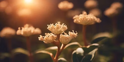 Herbs for Dealing with Stress, Anxiety and Low Energy