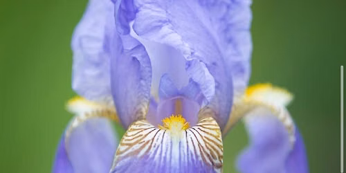 Sir Michael Foster Irises