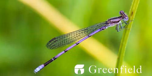 Damsels and Dragons\u2026 Flies That Is!