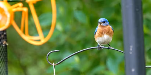 Kids' Day: Wild About Birds at the Inland Bays Garden Center