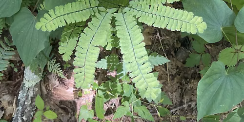 Medicinal Plants with Meg Madden
