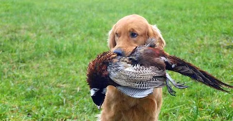 Evergreen Golden Retriever Club Hunt test