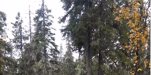 SHAMAANIN POLKU -PERUSKURSSI