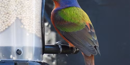 2-9-2026    Birds in your Backyard