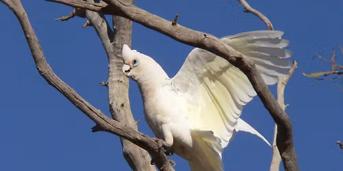 Ashfield Flats - morning excursion