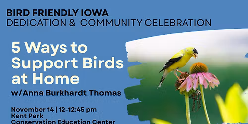 5 Ways to Support Birds at Home