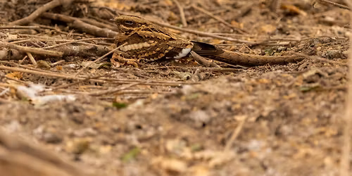 Cr\u00e9puscule en for\u00eat : l'engoulevent et autres animaux nocturnes en parade - Nouveaut\u00e9 2026