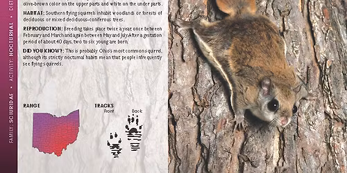 Flying Squirrels (Mambourg Park) REGISTRATION BEGINS 12\/2\/2025