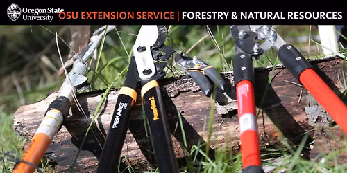 Branch by Branch Structural Pruning for Small Urban Trees