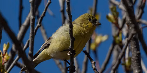 Town Bound Birding: Council Grove