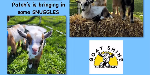 Baby Goats at Patch’s 