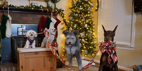 Advanced Tricks & Retrieving Group Class \/ 400L