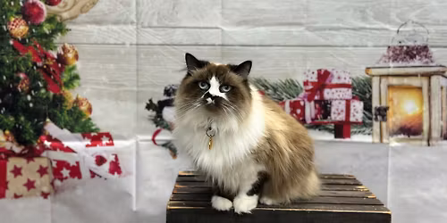 Pet Christmas photos 