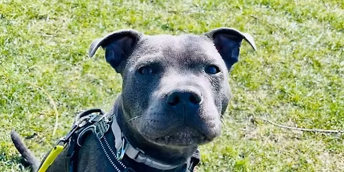 Teen dog - social walk & train 