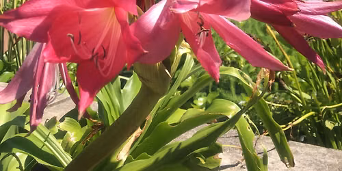 Rooted in Healing: Medicinal Farm Plants Workshop