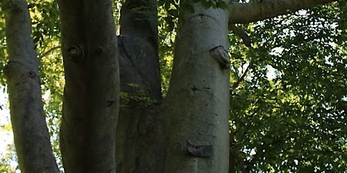 Wednesday Walk: Beeches & Beech Leaf Disease