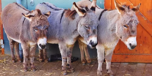 Christmas Adopt A Donkey Weekend