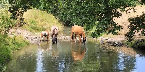 f\u00eate du cheval aux \u00e9curies du Moulin 