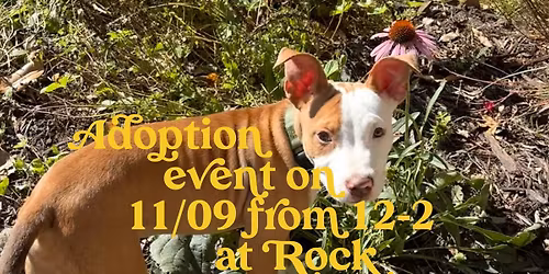 Adoption event Sunday 11\/09 from 12-2