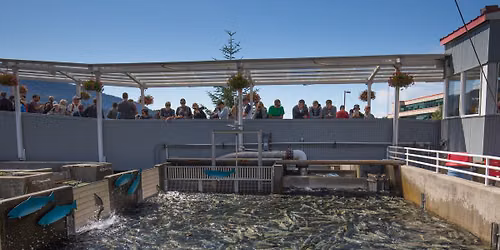 Alaska Wild Salmon Day Celebration