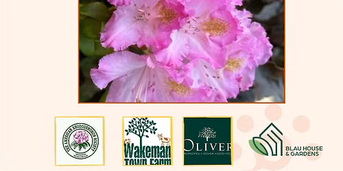 Rhododendrons:  From Wild Roots to Modern  Blooms