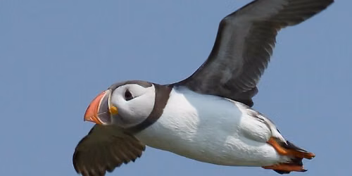Birdwatching Cruise from Swanage