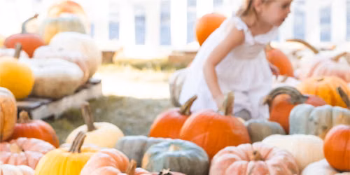 Pumpkin Patch 