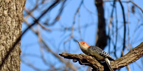 Fall in Love with Birds at Lake Topanemus