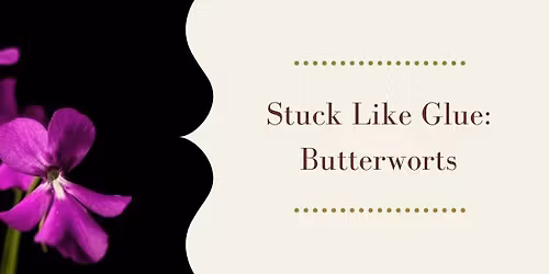 Stuck Like Glue: The World of Butterworts