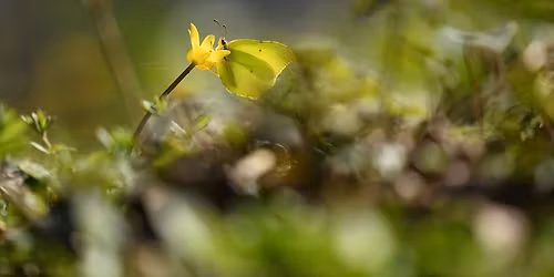 Balade naturaliste : Papillons de lumi\u00e8re 