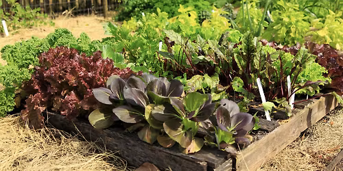 Crop Planning 102 \u2014 Succession Planting