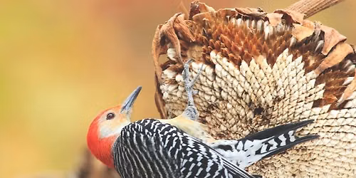 Woodpecker Presentation