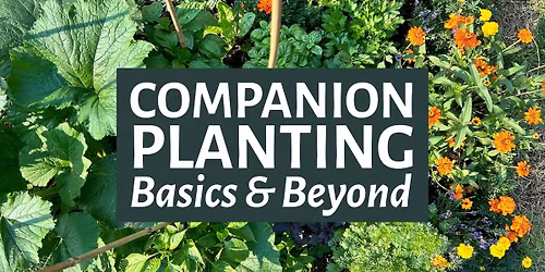 Companion Planting Basics & Beyond