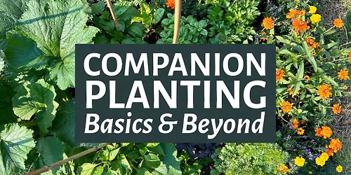 Companion Planting Basics & Beyond