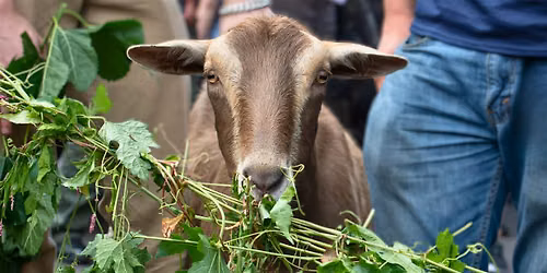Goatham 2026: The Great Goat Graze-Off