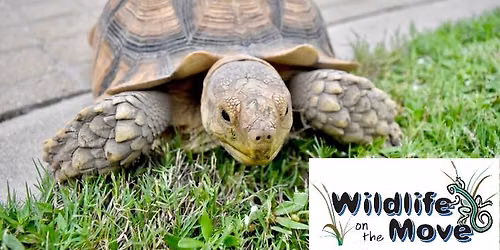 Wildlife On The Move Presents Cool, Cold-Blooded Critters at SOUTH Waco Library (Waco, TX)