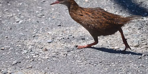 Anita Schwabe quartet