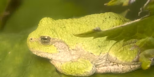 SENSORY REPTILE AND AMPHIBIAN ENCOUNTER