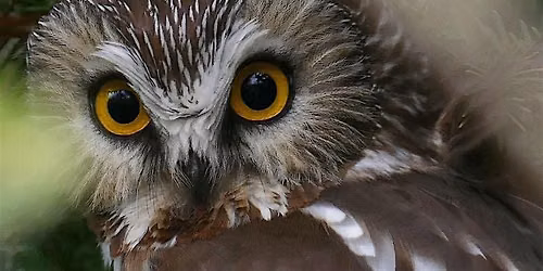 Owl Prowl at Claireville Outdoor Education Centre