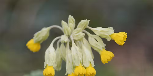 Gardening for Wildlife Weekend \/ Penwythnos Garddio ar gyfer Bywyd Gwyllt