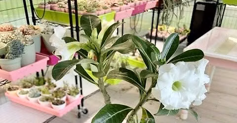 Desert Rose Potting Workshop