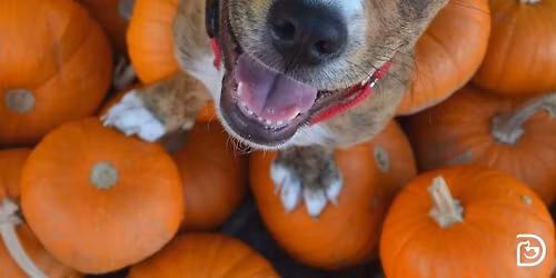 Halloween Photo shoot!