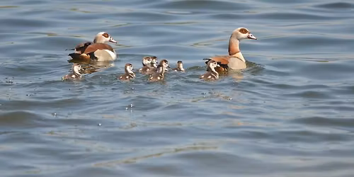 Balade naturaliste : Symphonie de plumes 