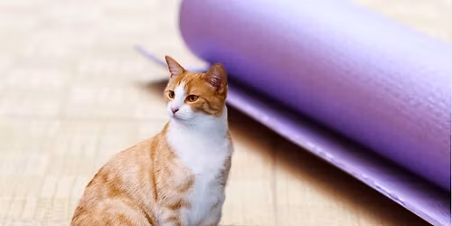 In-Person Donation Class: Cat Yoga at the Humane Society of Marathon County