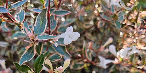 Conf\u00e9rence sur les arbres et arbustes persistants