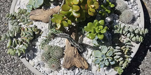 Open succulent terrarium