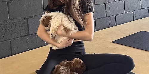PUPPY YOGA DETROIT