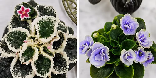 African Violets 101
